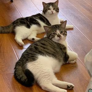 虎子的一大家🐈头像