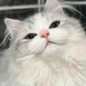 六金🀄️红中麻将头像