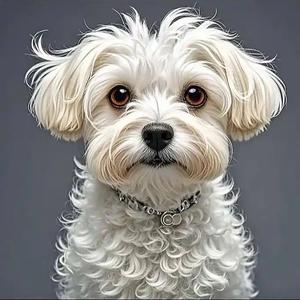 万人迷🏠雪纳瑞-马尔济斯头像