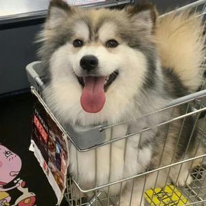 来福的超市头像