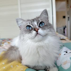 喵，小名小雪糕❤️ྀི大名龙小雪头像