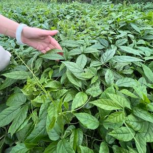 绿禾智芯王老师头像