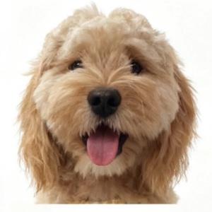 Luby是可卡布头像