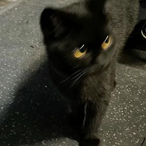 Lämmy.ᥫᩣ°头像