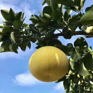 家乡特产水果匠头像