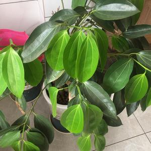 远哥爱剪辑头像