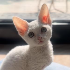 德文小宝是十五啊头像