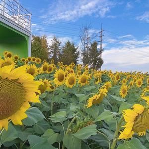 以善为本，我爱我家头像