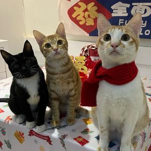 豆浆配油条🐱头像