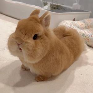 大麦是兔兔吖头像