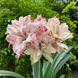 梅溪湖露台花园头像