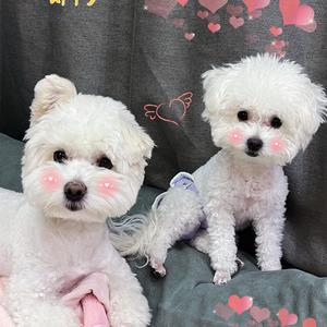 多多和妞妞头像