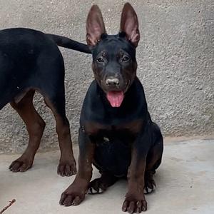 🇨🇳国犬莱州红头像