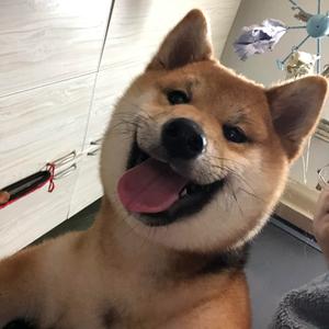 迪吧爱吃鱼头像