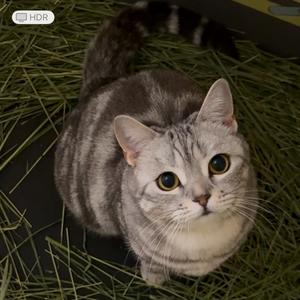 超级无敌宋宋小猫头像