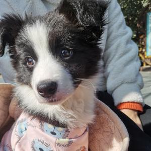 紫宝嘤嘤嘤头像