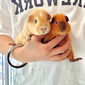 🌀小旋风🌀头像