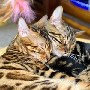 喵小非&喵黑妹头像