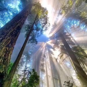 王大拿不住头像