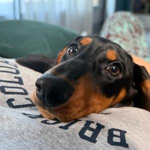 奶肠咪莫&mimo头像