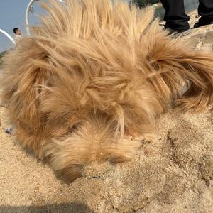 谢逊不是金毛是布丁头像