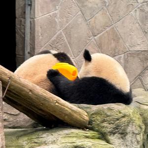 星文文头像