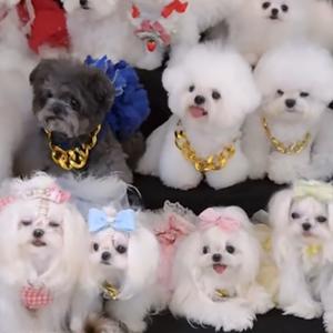 爱邦家的小完美头像