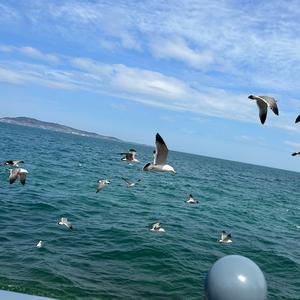 👑随遇而安👑头像