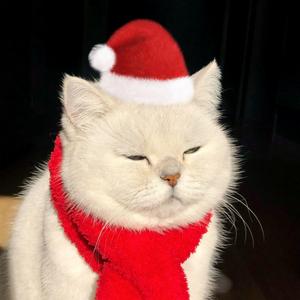 ✨金元宝财财喵✨头像