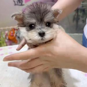 肉肉是只雪辣瑞头像