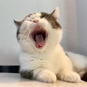 办公室奶糖头像