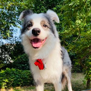 十七是边牧（陨石）头像