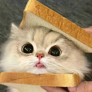 猫友小新城头像