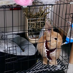 发财小兔叽🐰（橱窗好物）头像