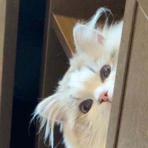 安安不姓安头像