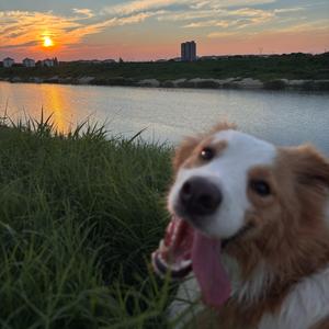 贝贝小臭狗头像