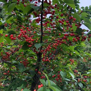 陆姐家的樱桃🍒熟了头像