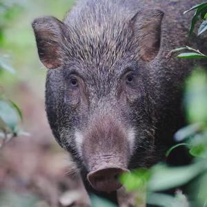 湖南乡村土猪肉头像