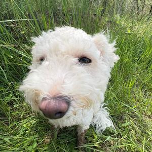 葡萄是个笨蛋小狗头像