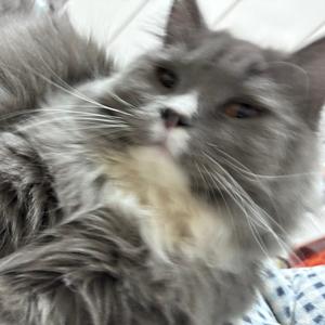 小老大是只猫头像