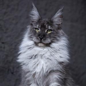 柚子缅因猫舍-吴老师直播号1头像