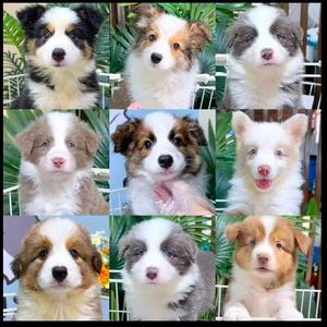 胜男家边牧2号头像