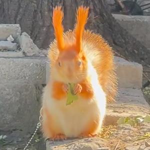 魔王松鼠雪地松鼠萌宠松鼠乐园头像