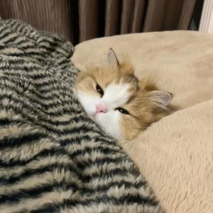 万事顺意大吉大利（初五迎财神版）头像