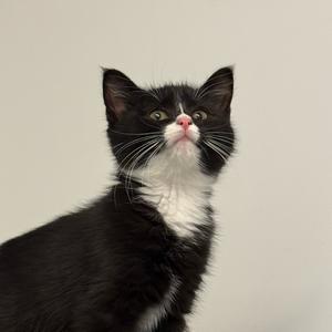 水水子是淼淼酱头像