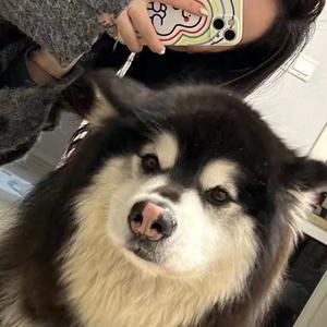 贪吃卡卡宠物零食头像