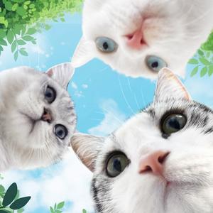 三毛大闹宠王府头像