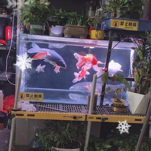 爱上养鱼的海升老板头像