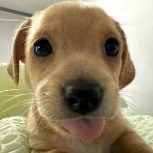 寻韶（永劫无间手游）头像