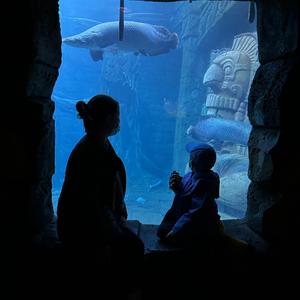 111专属小芋头头像